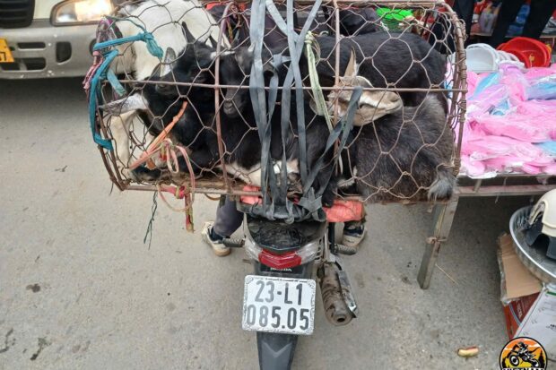 TOP GEAR HA GIANG LOOP TOUR – 4 DAYS BY MOTORBIKE3