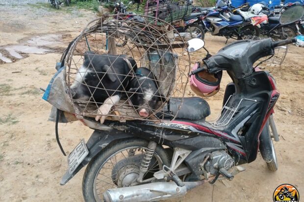EPIC 6-DAY MOTORBIKE JOURNEY HA GIANG LOOP AND CAO BANG LOOP3